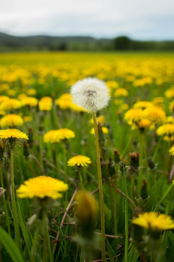 Dandelion Pod in a hand with a blurry sunset background