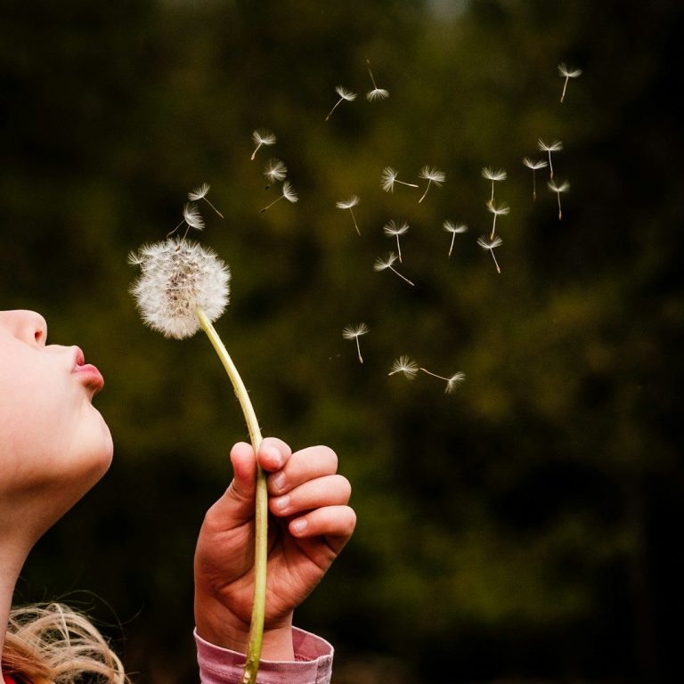 A child blowing a dandelion pod and some of the seeds are in the air.